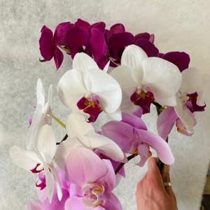 Phal. mix var. pour décorer un salon avec 25 orchidées
