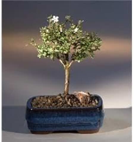 Serissa Foetida Flowering Mount Fuji Serissa Bonsai Tree Small