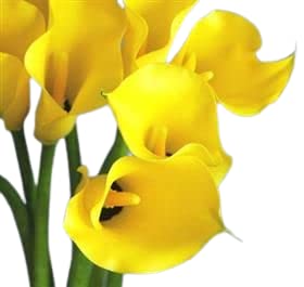 Siddhi Vinayak Gallery® Organic Calla Lilly Bulbs Easy Growing For every weather Home And Garden Bucket Yellow color Flower PACK OF 4