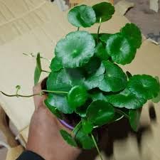 Image of Live Chinese Money Plant - Pennywort (Hydrocotyle) | Easy Care Indoor Houseplant For Bedroom Living Room, Office Desk | Feng Shui Lucky Plant for Wealth & Prosperity | Air Purifying | Healthy Plant