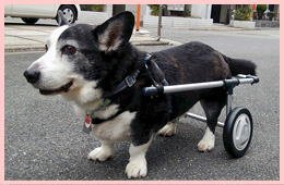 Amazon.co.jp: 中型犬用2輪歩行器 車いす コーギー 柴犬等 Mサイズ