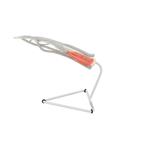 Image of 3B Scientific M19 Internal Finger Structure Model - 3B Smart Anatomy