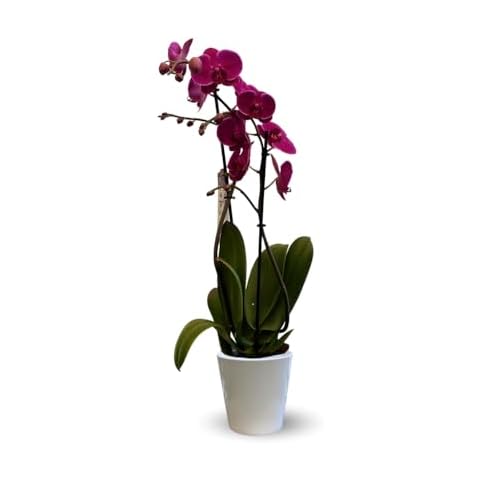 Orchidée fuchsia double branche - Attitude Jardin Cover