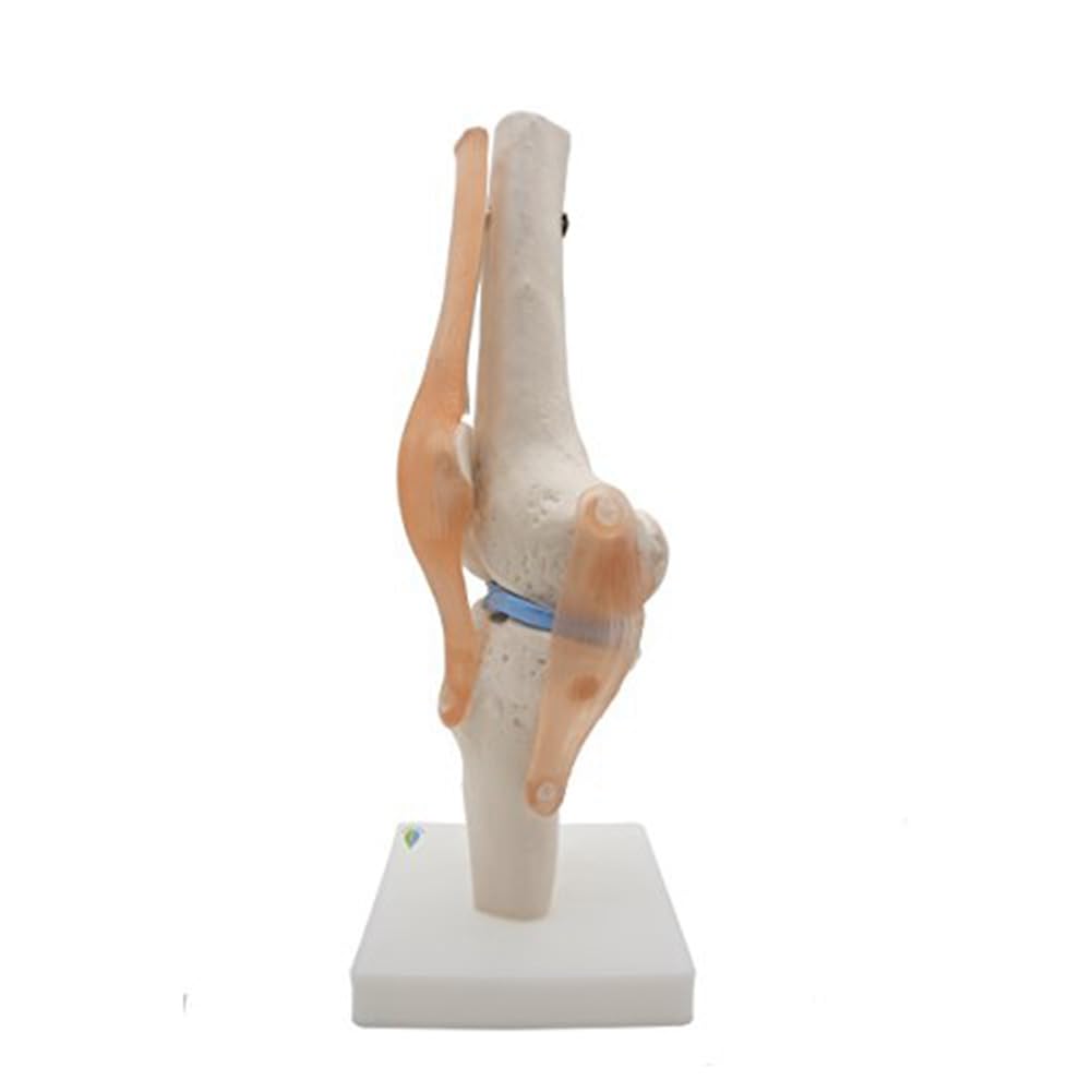 Modèle anatomique de squelette d'articulation du genou humain Modèle d'enseignement avec ligaments Taille réelle