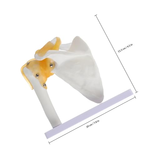 Modèle d'os d'épaule PRETYZOOM : solution pour démonstrations en laboratoire