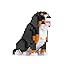 Bernese Mountain Dog
