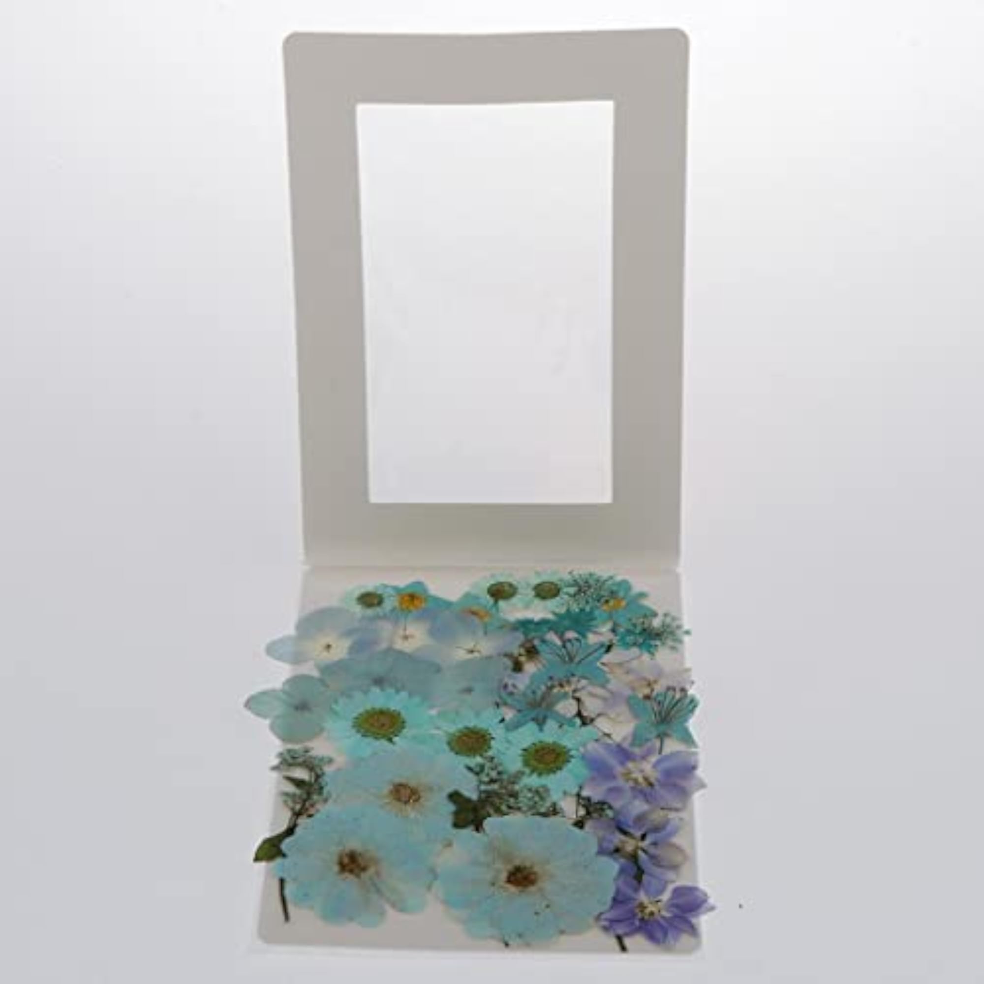 Natural Pressed Dried Flowers for DIY Scrapbooking