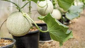 Muskmelon seeds for farming (30 seeds) (B0C5M73WWW) Amazon Price History, Amazon Price Tracker