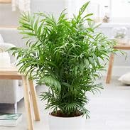 Greenursery Live Indoor Palm Plant For Home and Office with Pot (Pack of 1) (Parlor Palm (Chamaedorea elegans)) (B0D3BC85K2) Amazon Price History, Amazon Price Tracker