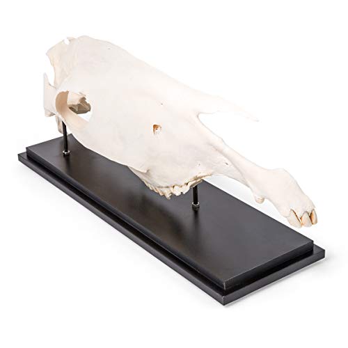 Image of 3B Scientific GmbH T300172 Half Horse Skull