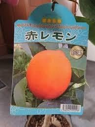 レモン 希少品種 赤レモン（姫エモン）★赤みが美しく、香りが華やか