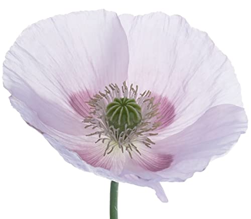 Earthcare Seeds Giant Poppy 500 Seeds (Papaver Somniferum Giganteum) Heirloom - Open Pollinated
