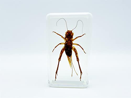 Image of Assorted Styles of Beetle and Insect Specimens, Clear Amber Resin Material Ideal for Kids' Science Education, Collecting, and Home Decoration 2.4″*1.4″*0.7″ (No.45)