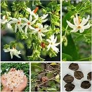 Image of Bigreen 12 Months Flowering Harsingar Live Plant | Baromasi Parijat Tree with Fragrant Night Blooms | Night Jasmine Queen Plant for Home Garden, Balcony & Outdoor Decor (Pack of 1)