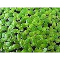 1/4 Cup Live Duckweed (LEMNA Minor)