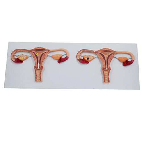 How are egg cells adapted to their function How are egg cells adapted to their function