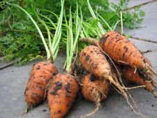 400 + Chantenay Carota Heerloom Non GMO Organic Usseed Spring Garden/Container
