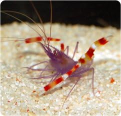 Blue Coral Banded Shrimp - Stenopus tenuirostris - Live Saltwater Aquarium Invertebrate