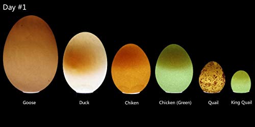 Powerful Professional Led Light Egg Candler Incubator Stainless Steel Tester For All Egg Type, Ultra Bright, Powered Portable, With Full Illustrated Egg Candling Guide (B- Include Batteries) #TOP3