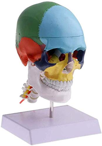 Modèle De L'Anatomie De L'Anatomie Humaine du Squelette De Matériel Médical Os Peinture Sculpture Cervicale Inquiring