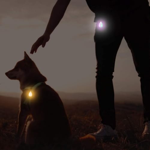 Lampe pour chien LED orange pour protéger votre compagnon la nuit