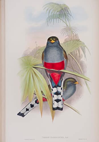 Affiche Toile Bird Trogon Roseigaster John Gould pour Décoration Salon Chic