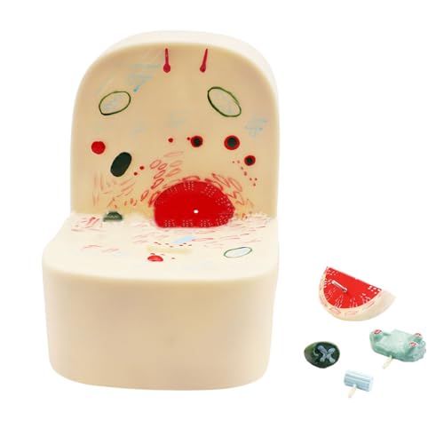 動物細胞モデル、細胞小器官を備えた詳細な超顕微鏡的構造解剖モデル、教育用生物医学教育ツール