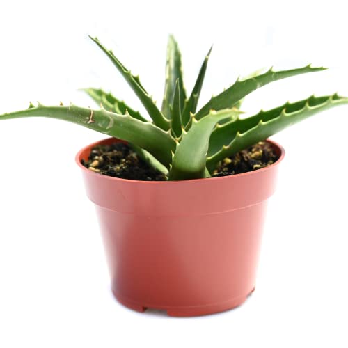 Live Aloe Succulent Plant – Fully Rooted Large 4-Inch Aloe Succul...