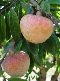 See full amazon price history chart for Ramphal - VENUS-ONLINE Rare Ramphal Annona reticulata Bullock Heart Custard Apple Fruit Live Seedling Plant- 1 Live Plant Ramphal - VENUS-ONLINE Rare Ramphal Annona reticulata Bullock Heart Custard Apple Fruit Live Seedling Plant- 1 Live Plant (B0D9ND2SZ5) Amazon Price History, Amazon Price Tracker