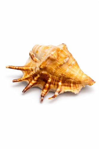 Image of Natural Panchmukhi Vamavarti Shankh for Pooja| Original Blowing Conch Shell for Puja, Temple, Home Decor, Mandir, Spiritual Use| Rare Five Mukhi Sacred Shankh for Vastu, Prosperity (13-15 cm)