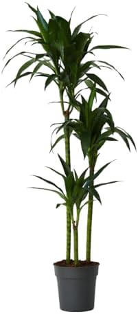 Plant in a Box - Dracaena fragrans Janet Craig - Planta de interi...