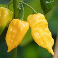 Pepper Hot Habanero Lemon Yellow Great Heirloom Vegetable Seeds by Seed Kingdom (25 Seeds)