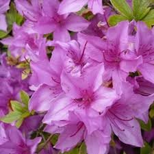 Poukhanense Azalea, Purple Flowering Shrub Plant (3 Gallon/Set of 2 Plants)