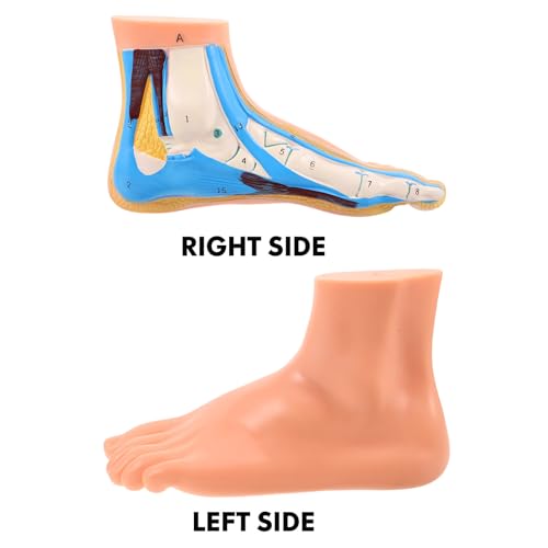 Modèle anatomique de pied flexible SHINEOFI avec vaisseaux complets