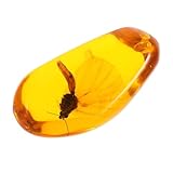 ambre avec insecte Ambre : l'ambre est la résine fossilisée des forêts anciennes, ambre naturel, traité thermiquement, traité sous pression, pendentif ambre