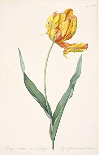 Impression d'affiches affiche toile Tulipa Gesneriana Var 60x90cm art
