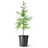 Bald Cypress | 1 Large Trade Gallon Size Tree | Taxodium Distichum | Fast Growing Shade Tree Wet Tolerant