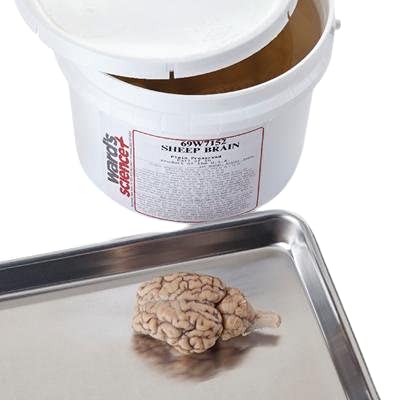 470000-816 - Pail of 10 Sheep Brains for General Dissection or Classroom Dissection Kit - Pack of 10