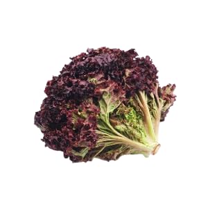 Red Leaf lettuce Vegetable Seeds For Home Garden Pack OF 50 (B0CJFWMHGY) Amazon Price History, Amazon Price Tracker