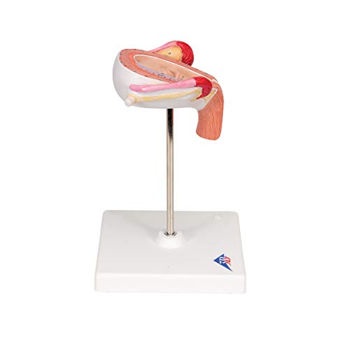 Image of 3B Scientific L10 /3 3rd Month Embryo - 3B Smart Anatomy