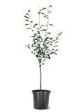 American Plant Exchange Cherry Tree 'Stella' Semi-Dwarf – Live Fruit-Bearing Plant, 5-Gallon Pot, Cold Hardy, Sweet Edible Cherries for Outdoor Orchards and Landscapes
