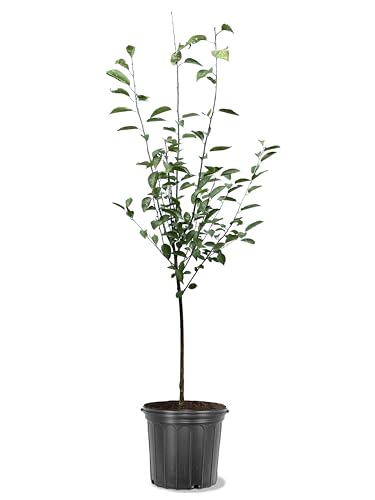 American Plant Exchange Cherry Tree 'Stella' Semi-Dwarf – Live Fruit-Bearing Plant, 5-Gallon Pot, Cold Hardy, Sweet Edible Cherries for Outdoor Orchards and Landscapes
