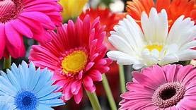 SEEDS PLANTATION Flowers Seeds Gerbera Flower Mix Colour Seeds F1 Hybrid Seeds Pack-image-9