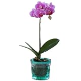 自動給水ポットで簡単水やり マイクロ胡蝶蘭 1本立ち ピンク系 アクアポット 2.5号鉢 椎名洋ラン園 胡蝶蘭の育て方付き