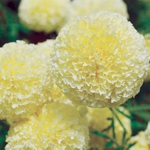 Park Seed White Swan Marigold Flower Seeds – Tall Hybrid with Creamy White 3-Inch Double Blooms, Odorless and Long-Lasting for Cut Flowers or Beds, Heat and Drought Tolerant – Pack of 25