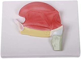 Tongue Muscle Anatomical Model - Human Organs Anatomical Model Tongue Organ Model - Scientific Anatomical Human Model - for Study Display Teaching Medical Model