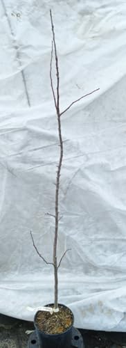 Malus domestica 'M2' (Marcotte) / Pommier Doucin de Fontenay/Conteneur de 2 à 2.9 litres/Fruitier