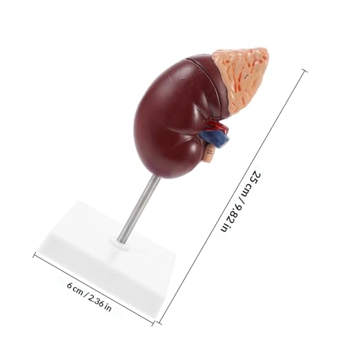 Modèle anatomique rénal démontable pour clarifier les schémas d'anatomie complexes - 2