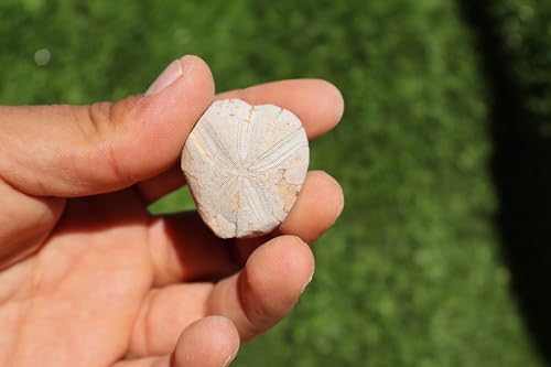 Image of 4pcs Sea Urchin Fossil Rare Toxaster peroni Fossil from The Cretaceous Period - Authentic Moroccan sea Urchin, Natural Specimen, for Collectors and Geologists A140