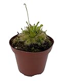 Spoonleaf Sundew Plant -Drosera spathulata- Carnivorous
